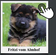 Fritzi vom Almhof