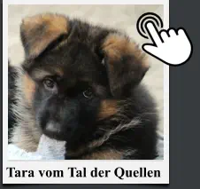 Tara vom Tal der Quellen