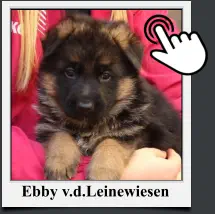 Ebby v.d.Leinewiesen