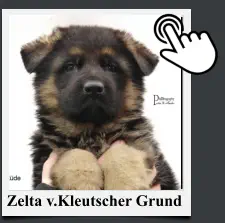 Zelta v.Kleutscher Grund