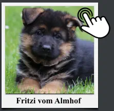 Fritzi vom Almhof