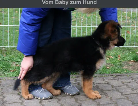 Vom Baby zum Hund